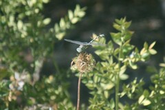 Lindenia tetraphylla