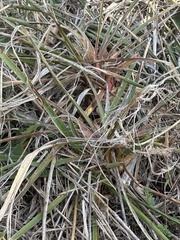 Yucca arkansana