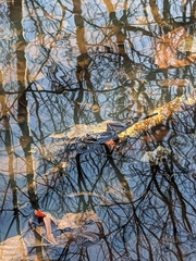 Lithobates sylvaticus