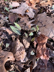 Erythronium americanum