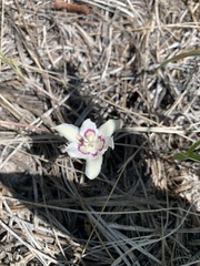 Calochortus lyallii