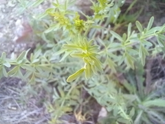 Ruta angustifolia