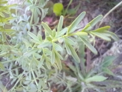 Ruta angustifolia