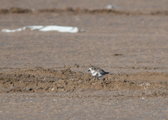 Charadrius falklandicus