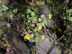 Erythranthe alsinoides