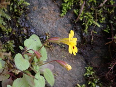 Erythranthe alsinoides