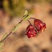Hermannia flammula - Photo (c) Sandra Falanga,  זכויות יוצרים חלקיות (CC BY-NC)
