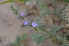 Verbena canescens