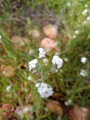Cryptantha