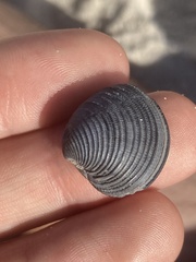 Chionopsis intapurpurea