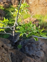 Heteromorpha arborescens