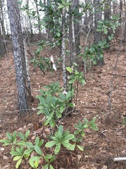 Magnolia grandiflora