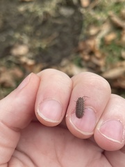 Armadillidium nasatum