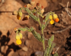 Hermannia stipulacea