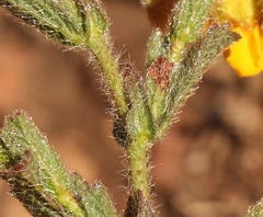 Hermannia stipulacea
