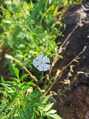 Silene undulata