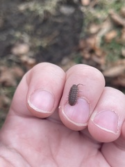 Armadillidium nasatum