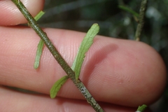 Melicytus flexuosus