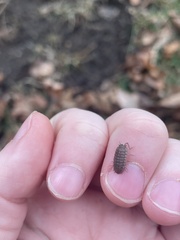 Armadillidium nasatum