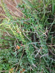 Gymnosporia polyacantha