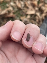 Armadillidium nasatum