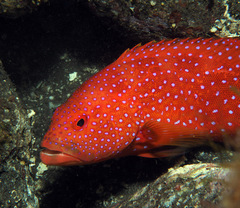 Variola albimarginata