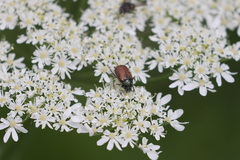 Phyllopertha horticola