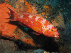 Variola albimarginata