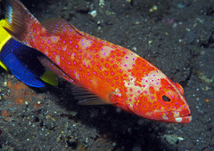 Variola albimarginata