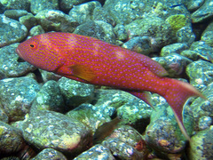 Variola albimarginata