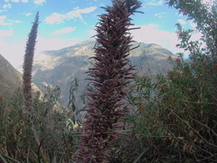 Puya