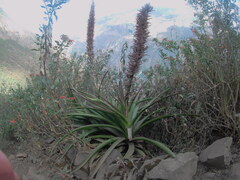 Puya