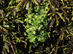 Dichodontium pellucidum