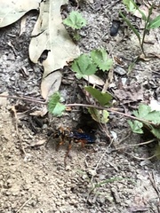 Sphex ichneumoneus