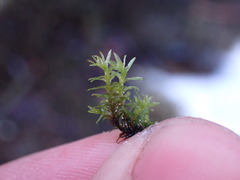 Dichodontium pellucidum