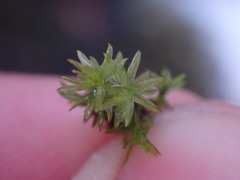 Dichodontium pellucidum