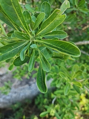 Pavetta gardeniifolia