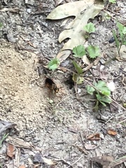 Sphex ichneumoneus