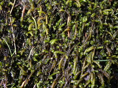 Scleropodium obtusifolium