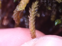 Scleropodium obtusifolium