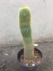 Parodia lenninghausii