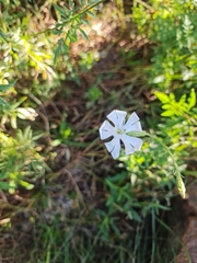 Silene undulata