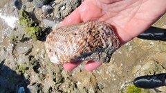 Arca pacifica