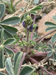 Lupinus arizonicus