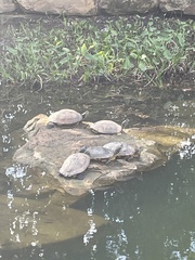 Trachemys scripta elegans