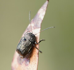 Aporocera