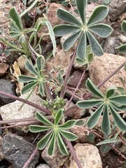 Lupinus arizonicus