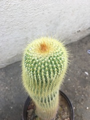 Parodia lenninghausii