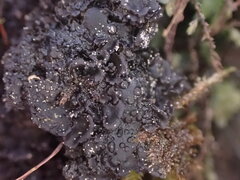 Leptochidium albociliatum