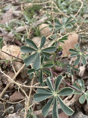 Lupinus arizonicus